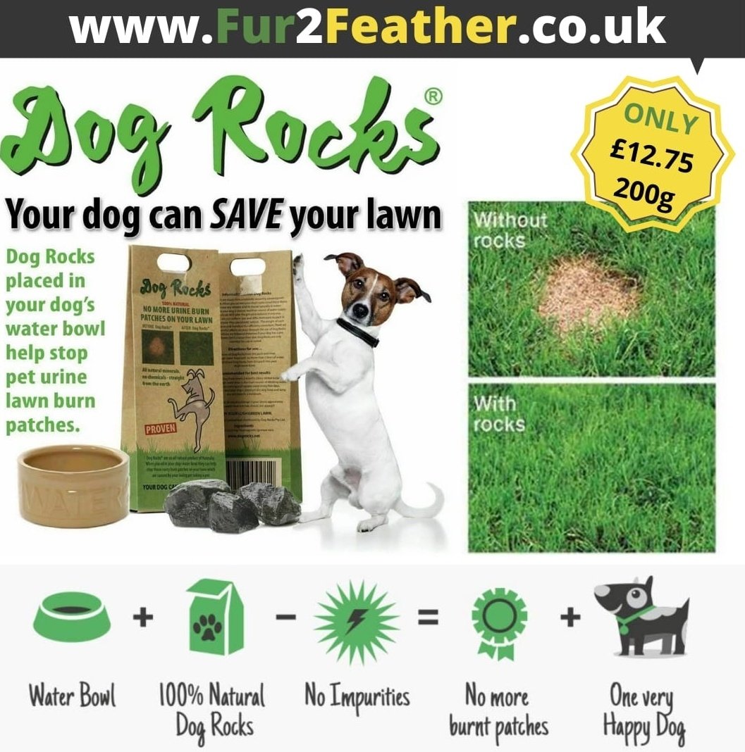Are Dog Rocks Safe For Dogs