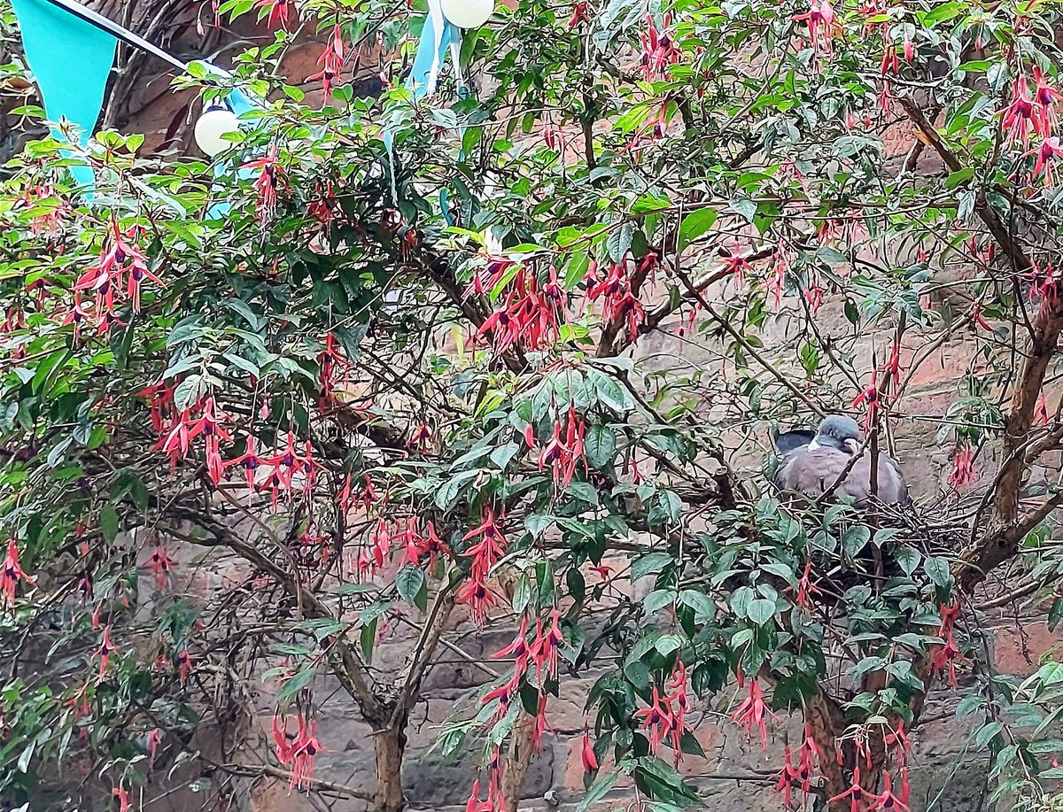 A proud Mum outside our shop today 🐣❤️
thecottageormskirk.co.uk
#ormskirk #giftideas #urbanwildlife