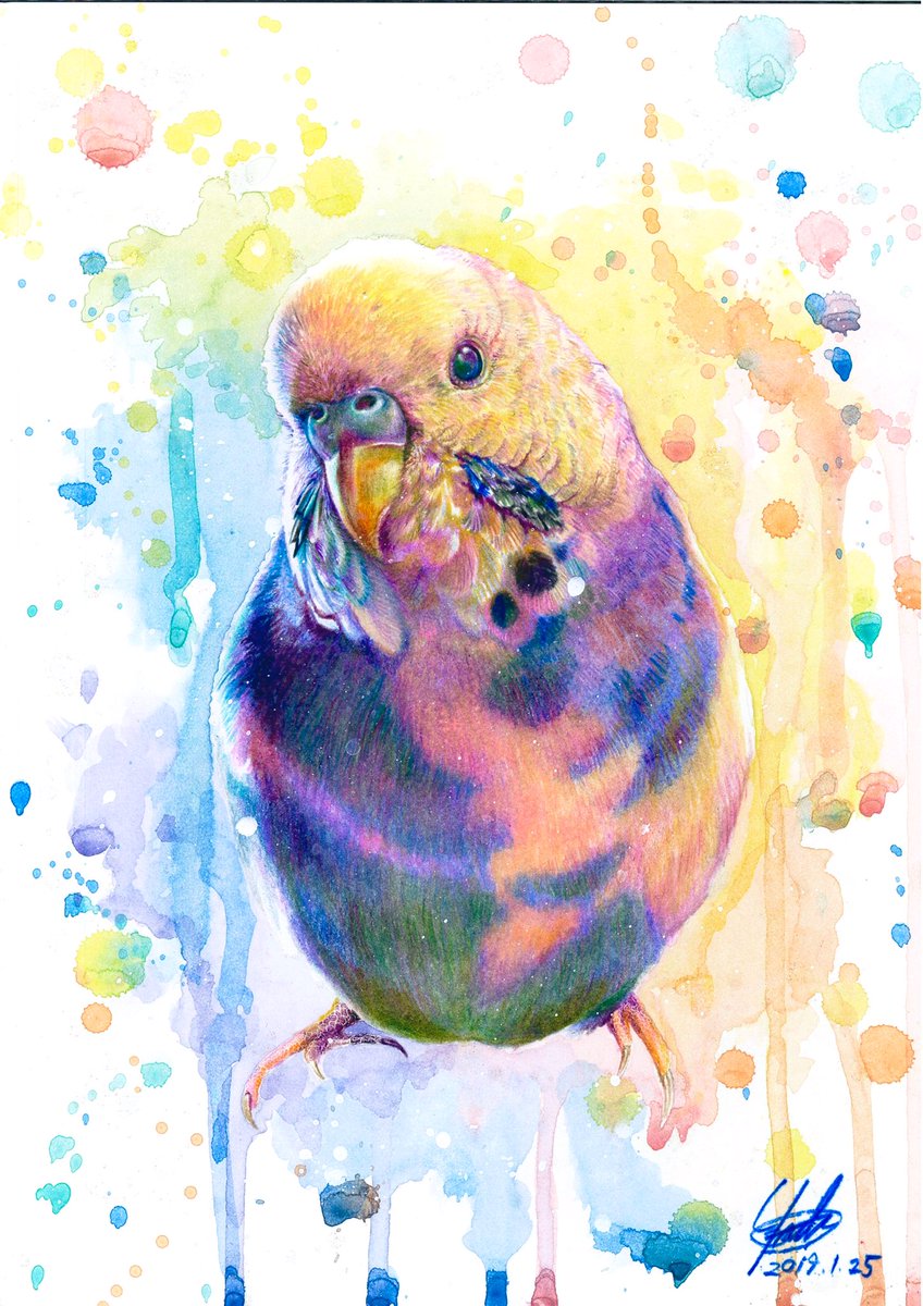 おもちインコ #セキセイインコ #色鉛筆 #色鉛筆画 」|ノーチのしっぽ