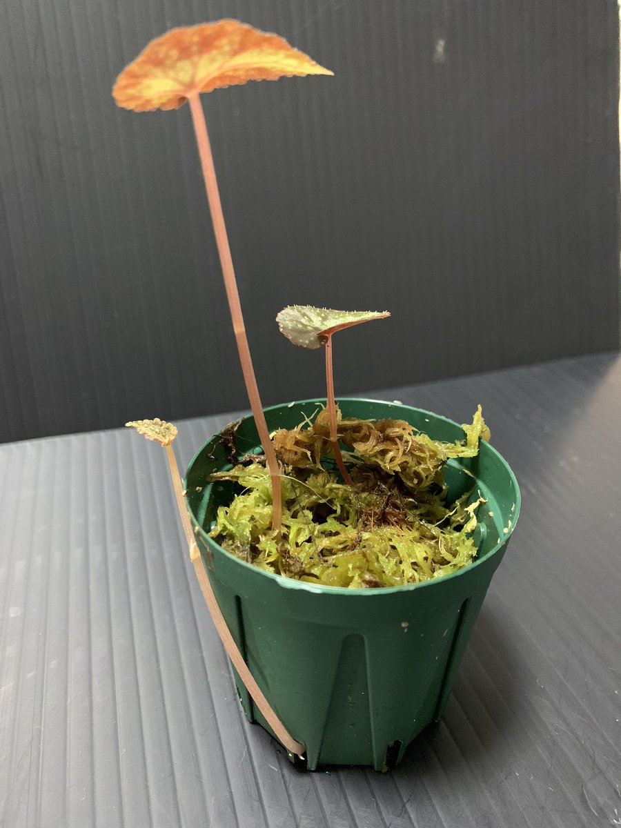 idmachide's tweet photo. Begonia variabilis なんで毎回スリットから新芽🌱を出すんだ！😩
#Begonia #variabilis https://t.co/p5IPG3os3K