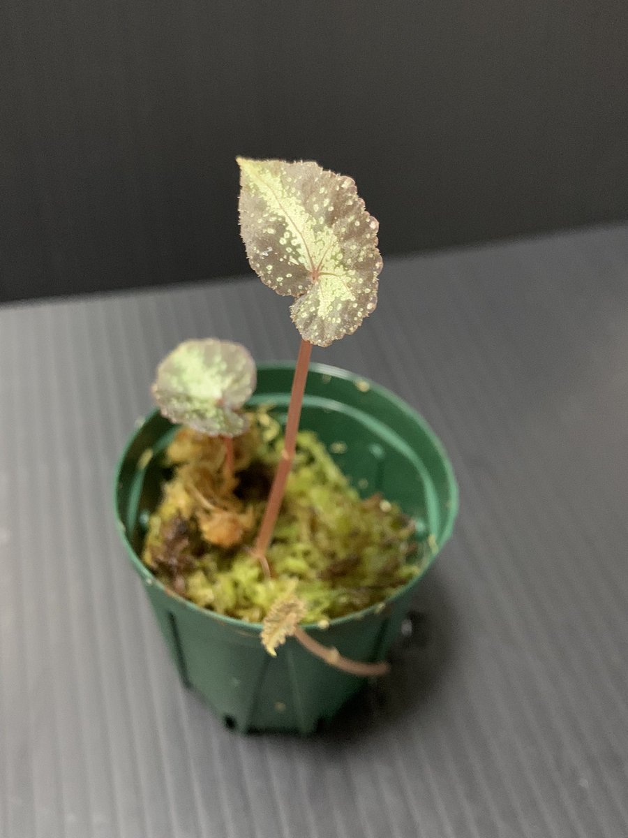 idmachide's tweet photo. Begonia variabilis なんで毎回スリットから新芽🌱を出すんだ！😩
#Begonia #variabilis https://t.co/p5IPG3os3K