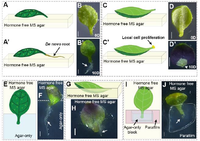 PlantPhys's tweet photo. Regulation of touch-stimulated de novo root regeneration from Arabidopsis leaves #PlantSci @AnjuPS14 @MabelMathew_M @reachaiyaz @kalikapg  https://t.co/NkEWjwGXPC https://t.co/G6GDnwY6zr