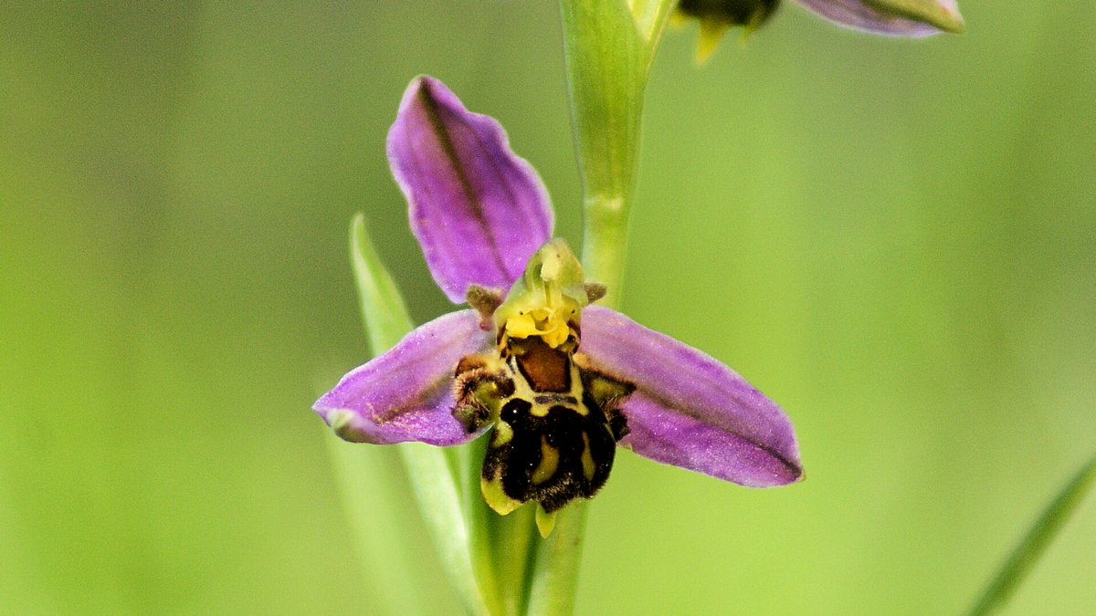 Followers of @PO22_Middleton <a href="/BogObserver/">BognorRegisObserver</a> <a href="/Sussex_Botany/">Sussex Botanical Recording Society</a> will be pleased to learn the fantastic Bee Orchid has gained a new foothold in Felpham.  Their success will rely on <a href="/FelphamPC/">Felpham PC</a> liasing with Highways to ensure mowing contractors preserve the plants until they have set seed.