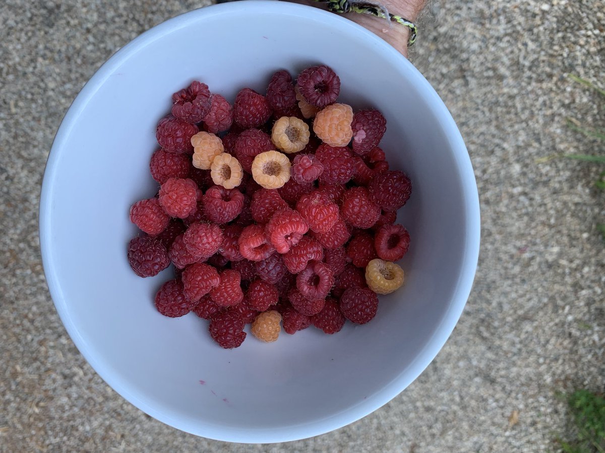 It is starting here on the farm. #raspberryseason