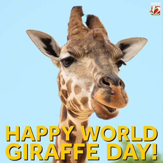 Wxii 12 News Happy World Giraffe Day
