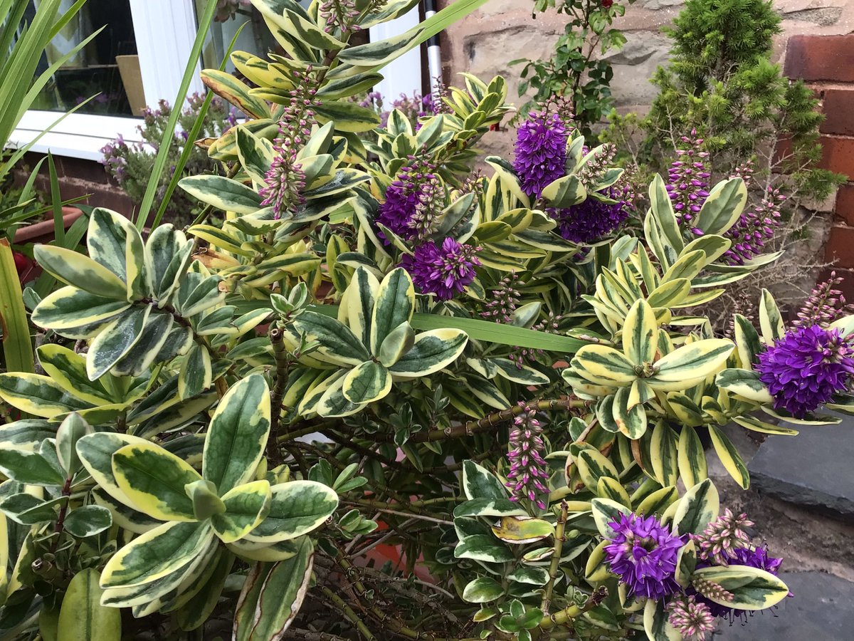 #variegatedfoliage.   Hebe.   “ Silver Queen “.    #GardeningTwitter 
#shrubs