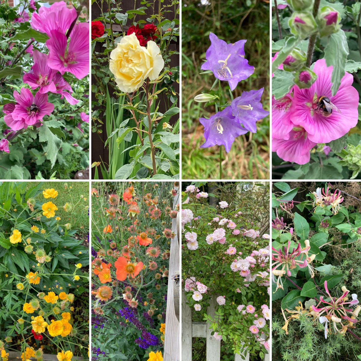 barbosavl's tweet photo. Seen during my scenic run today. So there were 8 brief stops to take photos during my one hour run but it was worth it! #scenicroute #scenicrun #running #nature #NaturePhotography #photography #Flowers #flowerphotography https://t.co/ckQEo6gxfY
