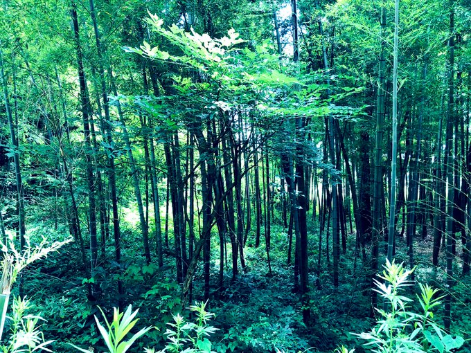 帰京のtwitterイラスト検索結果 古い順