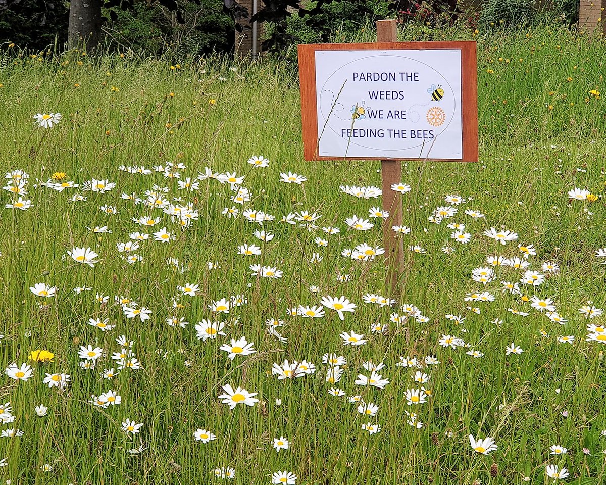 Members of the Northampton West Rotary have been encouraging the rewilding of lawns to encourage pollinating insects  and this is just one example.
#northampton #rotary