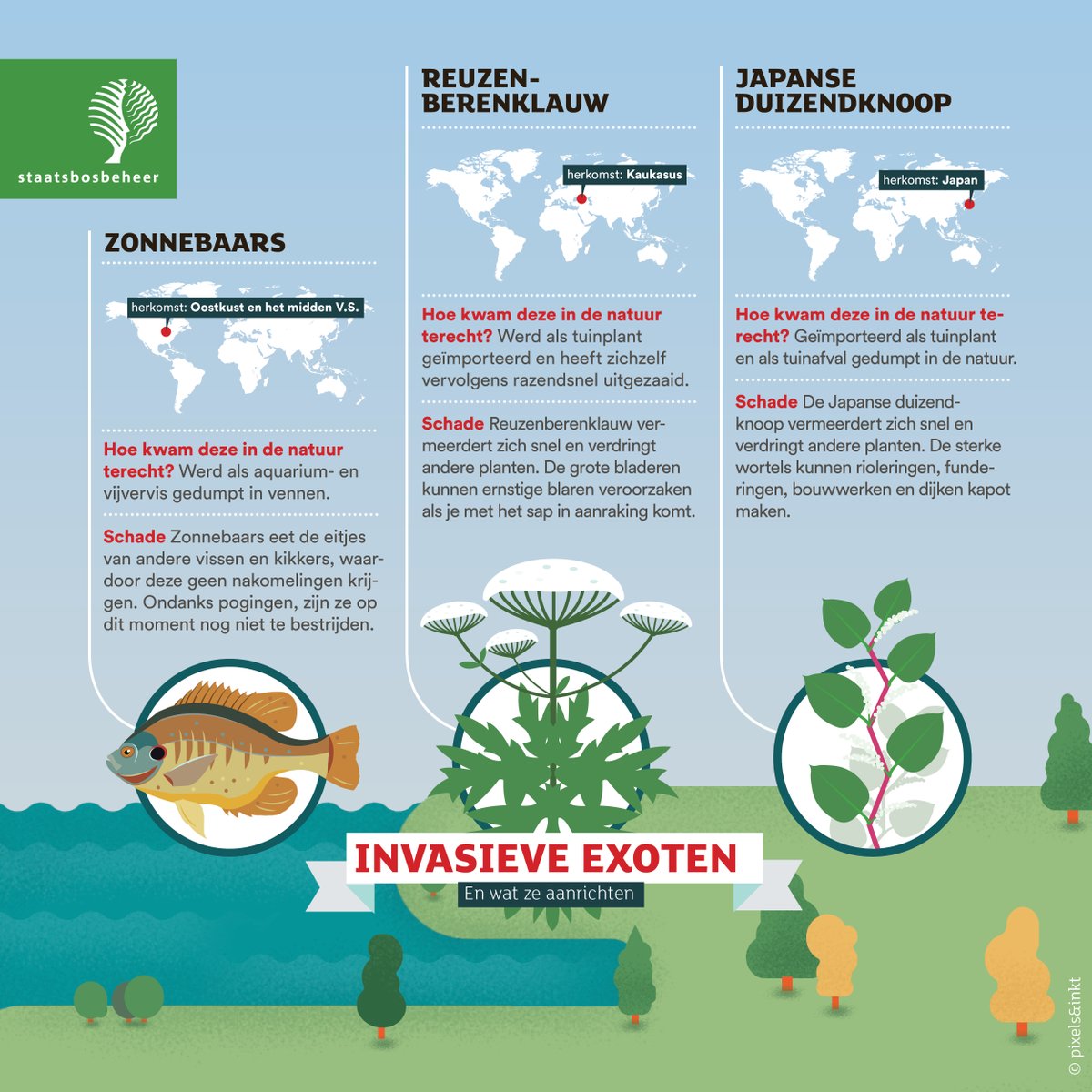 staatsbosbeheer's tweet photo. Nederland wint natúúrlijk het EK. Maar wie wint de strijd in onze natuur? Misschien wel invasieve exoten. Weten hoe een invasieve exoot denkt? Luister dan de nieuwste aflevering van #GroeneOren, waarin de rode Amerikaanse rivierkreeft het woord heeft: https://t.co/migxslz9Op. https://t.co/QdiTDWDTcg