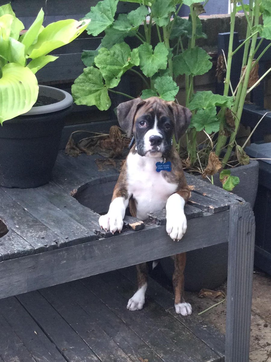 ⁦@PetsNCritters⁩ ⁦<a href="/BoxerDogUnion/">BoxerDogs</a>⁩ ⁦<a href="/BoxerBond/">Boxer Fan Page</a>⁩  one of the pub Aussie popping his head through the mud kitchen #beatifulpic. X