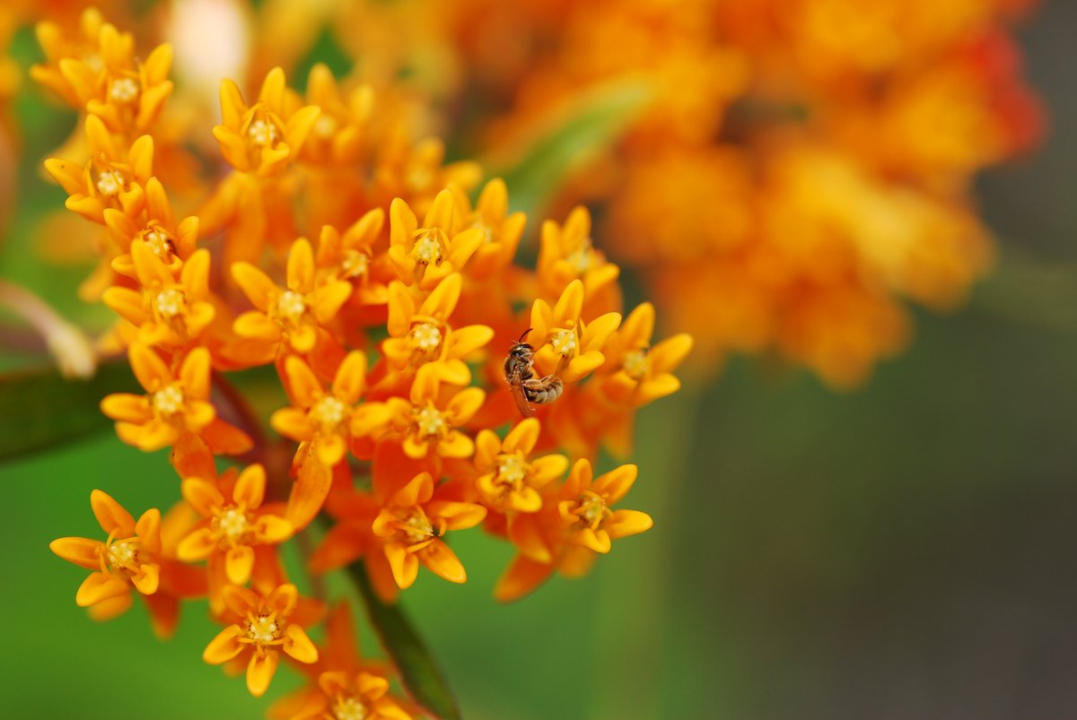 MNBWSR's tweet photo. It's national #PollinatorWeek 🐝 Check out our #Lawns2Legumes Planting for Pollinators Habitat Guide for tips on creating and maintaining pollinator plantings in your yard: https://t.co/1BBodmaiWz https://t.co/cmAoJxdGjc