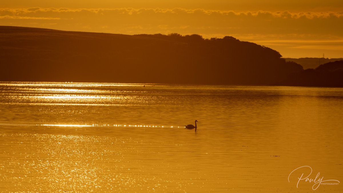 Pauly_Photo's tweet photo. Swans on the mouth of the Pembroke River, Wales at sunset...
...
...
...
...
#visitpembrokeshire #visitpembroke #visitwales #pembrokeshire #pembrokeshirecoast #wales #capturewales #paulyphotography #nikonphotography #nikond750 #sunset #sunsetphotography https://t.co/DIpqJe3gkd
