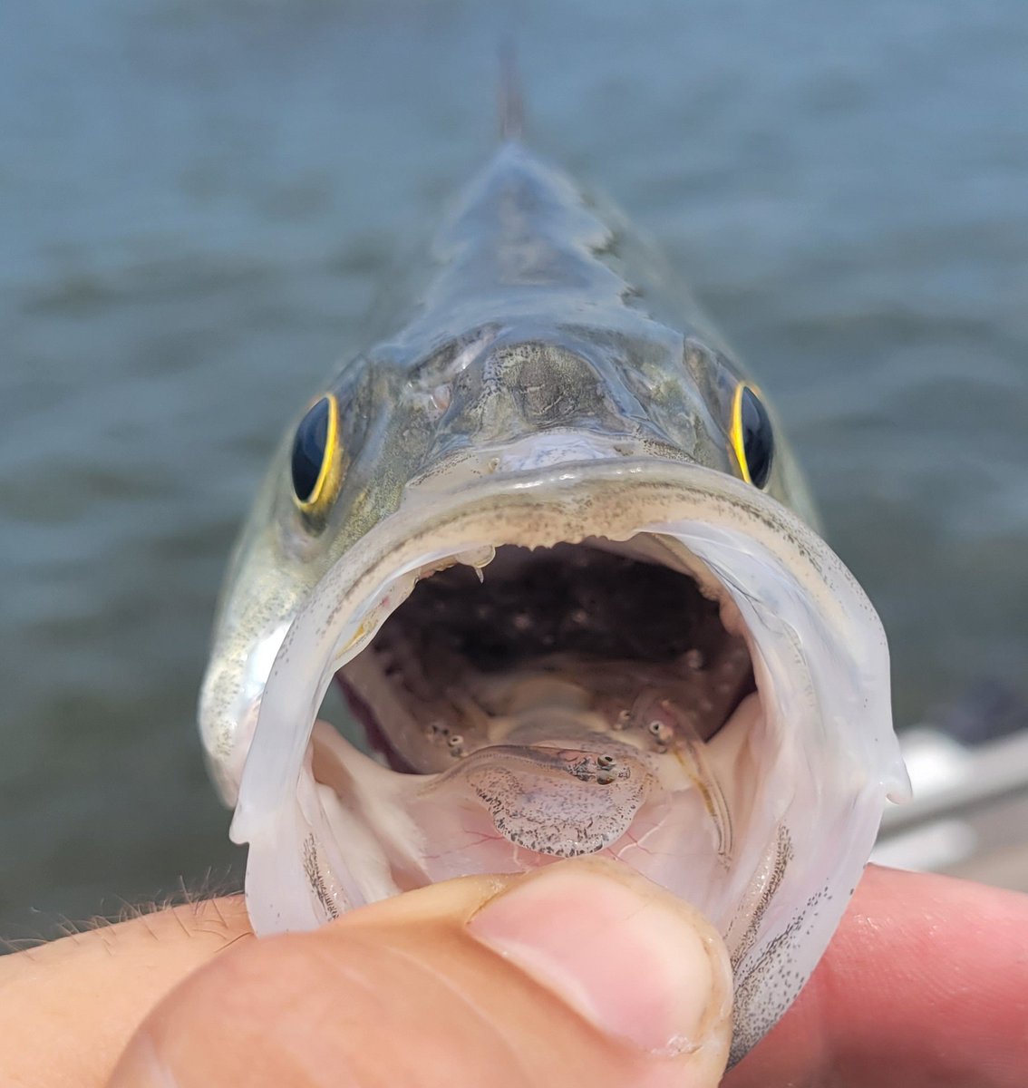 riverrat090's tweet photo. Interrupted this White Bass during its feeding binge.
***Lots of larval Gizzard Shad were harmed in this photo
#hungryfish https://t.co/VuyOA1iodI