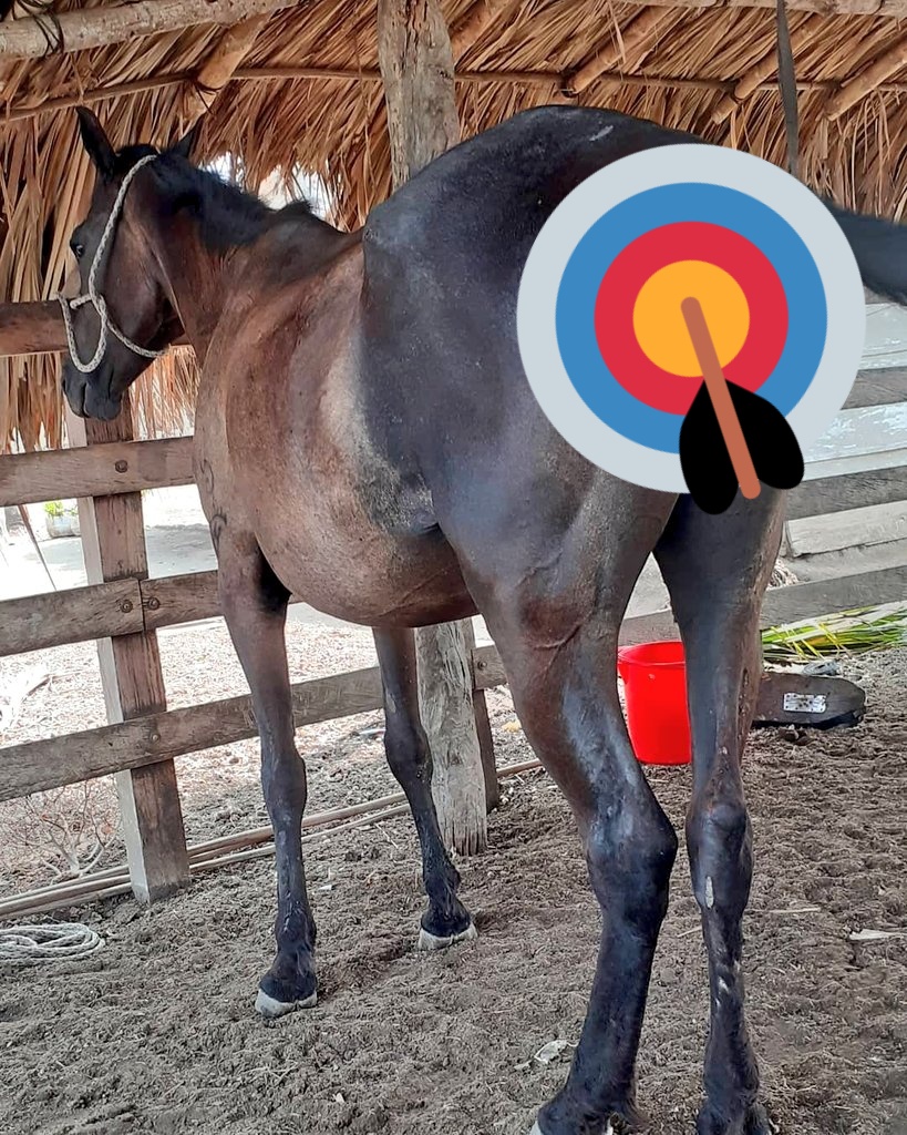 hairy_knottymx's tweet photo. Para los grupos de telegram 2 opciones
1.- Tener material *propio* y practicar, ingresan a un grupo donde hay otros más de 200 practicantes, nota: cumplir con requisitos para ingresar
2.- Pagar la suscripción a los canales donde mi hermano y yo subimos contenido

Así de sencillo https://t.co/BaR9KbuyEk