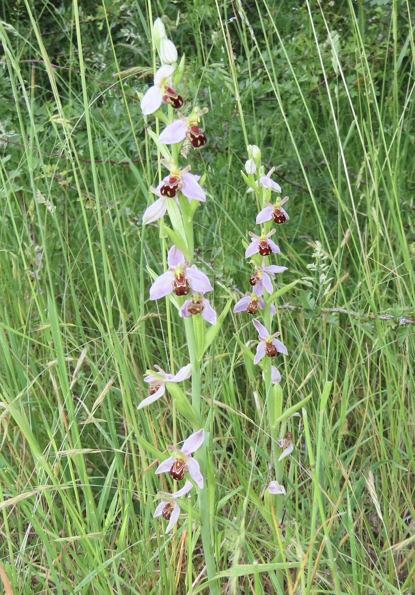Herts Orchids 🥀 tweet media