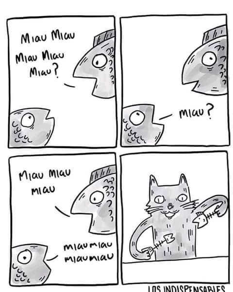 MemesDeGatos's tweet photo. #Comedycat https://t.co/Le4oFMYnYe