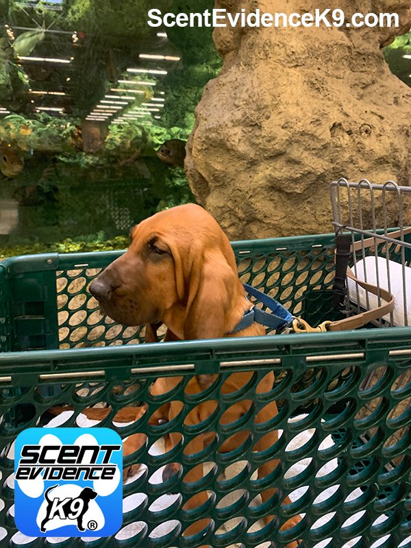 scentevidencek9's tweet photo. Future Lifesaving Bloodhound Pups making their first visit to Bass Pro Shops Tallahassee This is a seven-year tradition for Scent Evidence K9 to start the socialization process before scent discriminate K9 training begins. #BassProShops #Bloodhound #TrainedK9 #ScentDiscriminateK9 https://t.co/5QlShe90FU