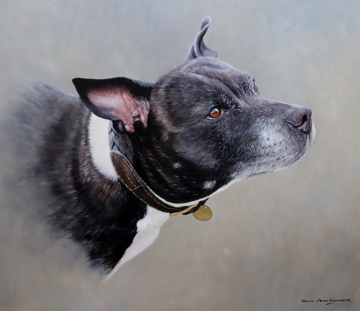 john_wildlife's tweet photo. As well as wildlife - I do paint dog portraits - DM me if you would like to commission a portrait. #portrait #DogsofTwittter #petportraits https://t.co/BjxT6NdUWm