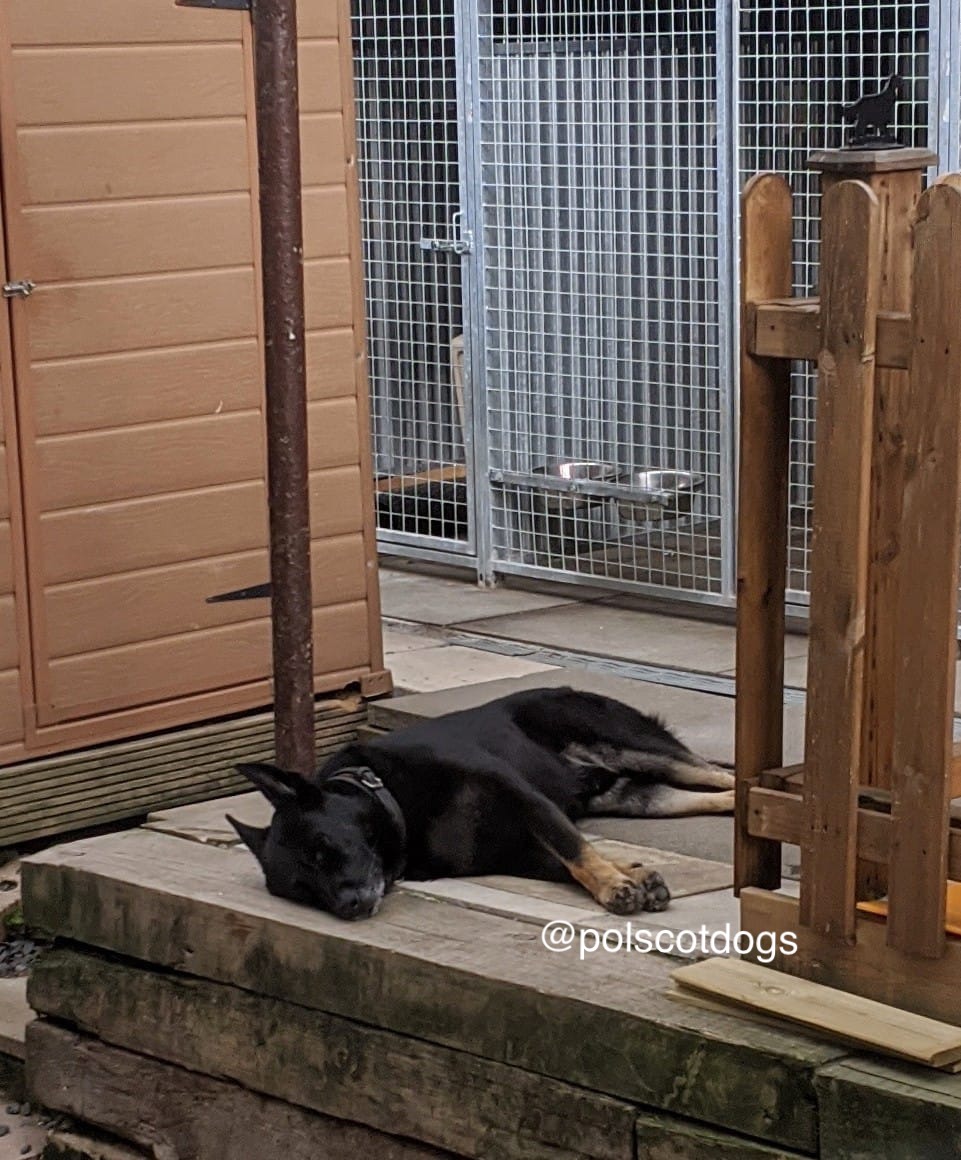 PSOSDogs's tweet image. Rest days mode activated after attending 27 calls this weekend on night shift patrols😴 #PDBodie recovered property from a person who made off after crashing a car. His jobs varied from housebreakings, missing people, people armed with knives, vulnerable ppl etc
#LifeOfAPoliceDog