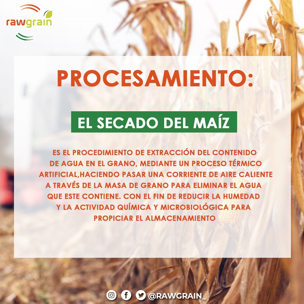 RawGrain_'s tweet photo. 🍃 ¡Secado!

👉🏼 El proceso de secado del maíz es de gran importancia para el almacenamiento del grano, esto evita que sufra daños por humedad.

#RawGrain #Agricultura #Venezuela https://t.co/HcuTsmbv7t