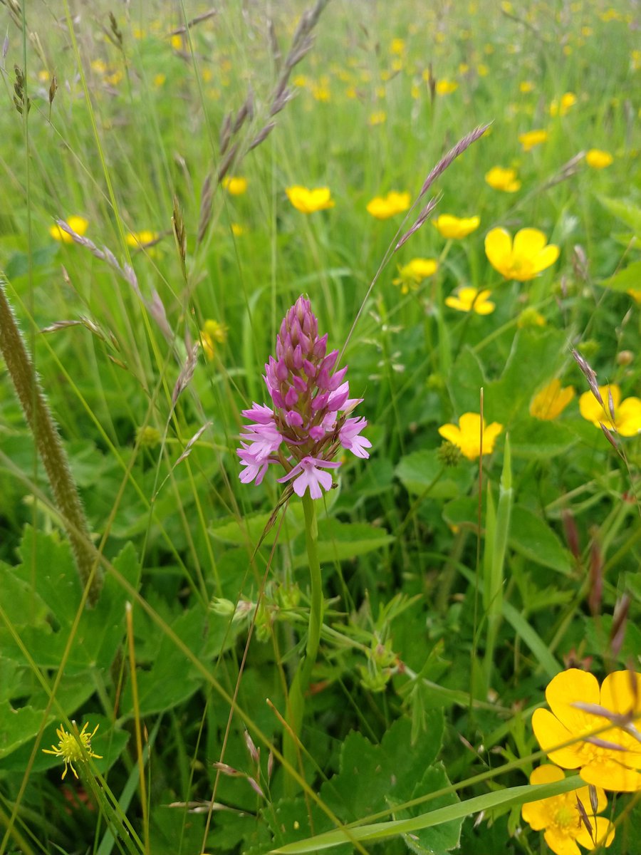 PeanutsNursery's tweet photo. We've been plant spotting in our Forest School - this orchid is our favourite! Amazing what's growing after just a year of not mowing. #forestschool #outdoorlearning #sustainability #ecofriendly https://t.co/vIw7Dd4VgF