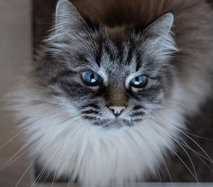 🐱 tweet media