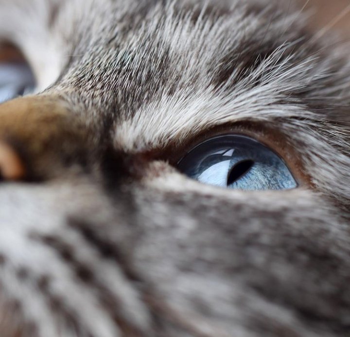 🐱 tweet media