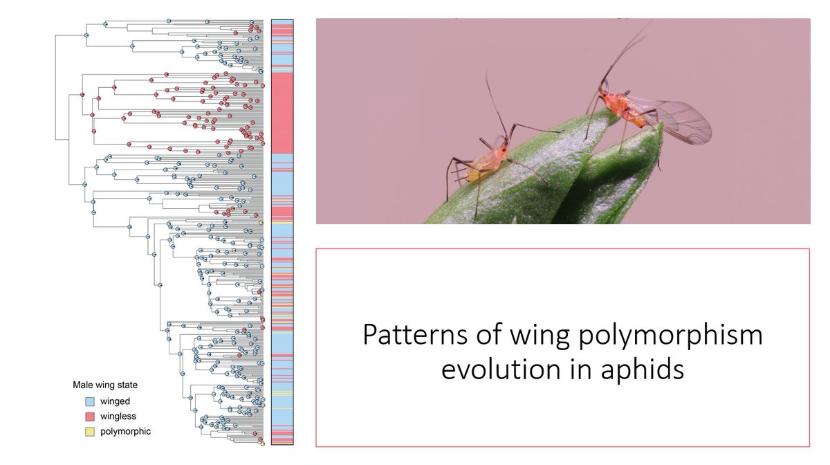 #Evol2021 if you can eventually login, check out my work on the macroevolutionary patterns of the wing polymorphism in aphid males today at 2:30 EST in 'Convergent Evolution'
