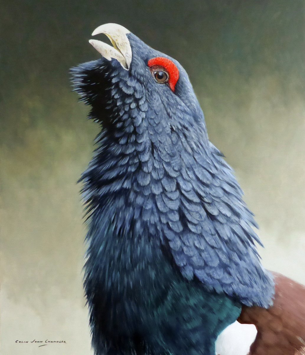 john_wildlife's tweet photo. Capercaillie and Partridge - both Oil on Panel. https://t.co/ZW5rZGlVn0