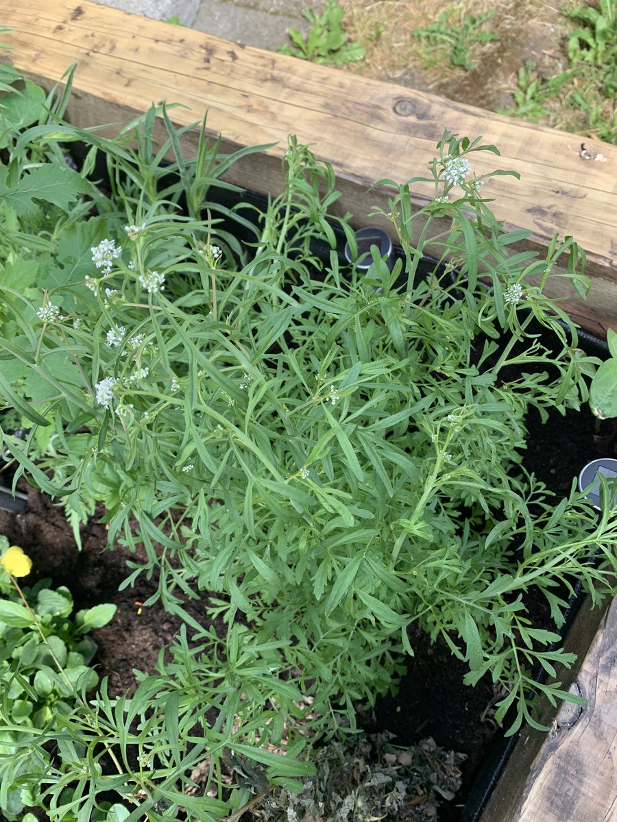 Patricia Lopes tweet media