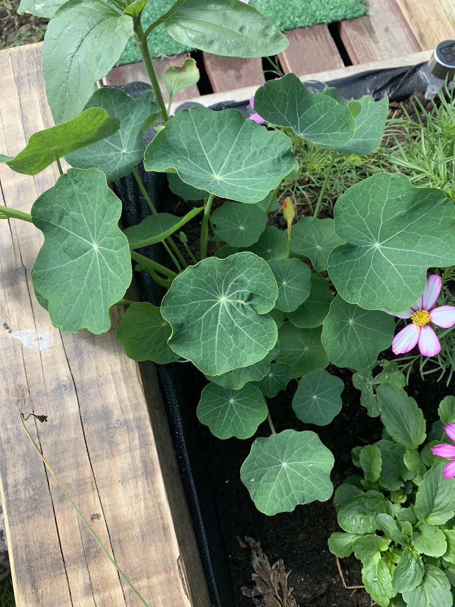 Patricia Lopes tweet media