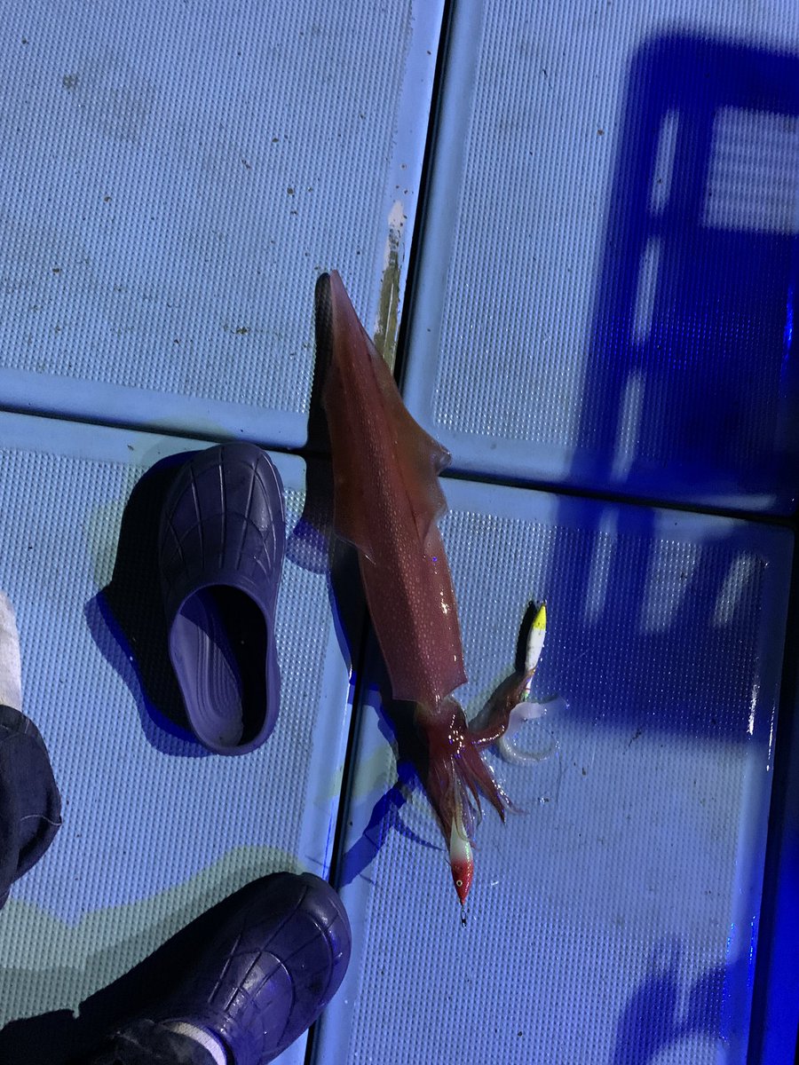 それいけ大志丸 胴長40cmダブルで来たけど1匹逃げた 釣り Fishing 魚 船釣り 遊漁船 長崎県 五島列島 五島 福江島 五島ジギング 五島列島福江島 離島に移住 スローライフ 離島ライフ ジギングヒラマサ ジギング スロージギング それいけ それいけ大志丸 胴長40cmダブルで来たけど1匹逃げた 釣り Fishing 魚 船釣り 遊漁船 長崎県 五島列島 五島 福江島 五島ジギング 五島列島福江島 離島に移住 スローライフ 離島ライフ ジギングヒラマサ ジギング スロージギング それいけ