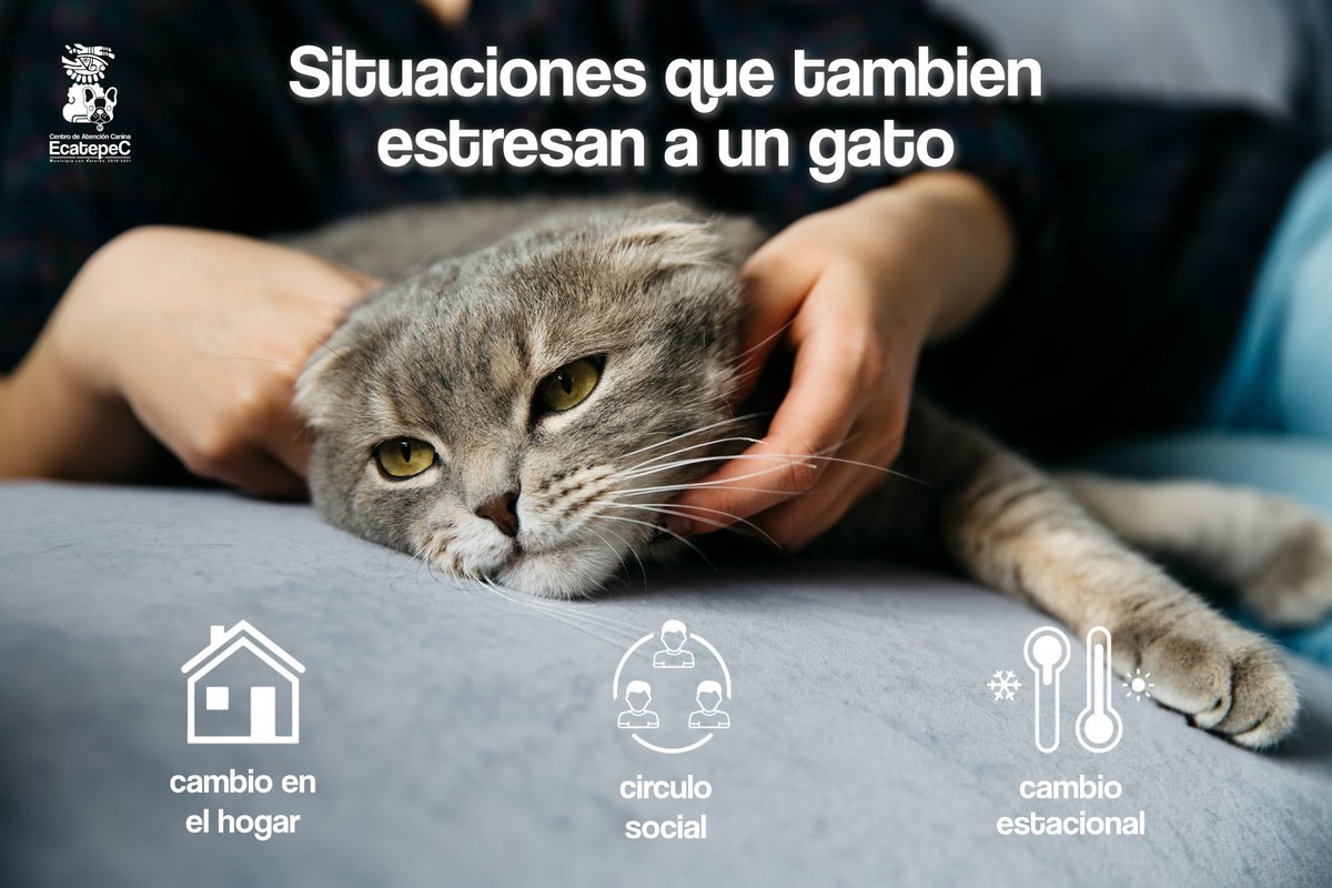 #Mascotas | Los gatos son animales que muestran una elevada susceptibilidad ante cualquier cambio que se produzca en su entorno y reaccionan manifestando estrés.🐱😖
#DIFEcatepec #MunicipioConValores