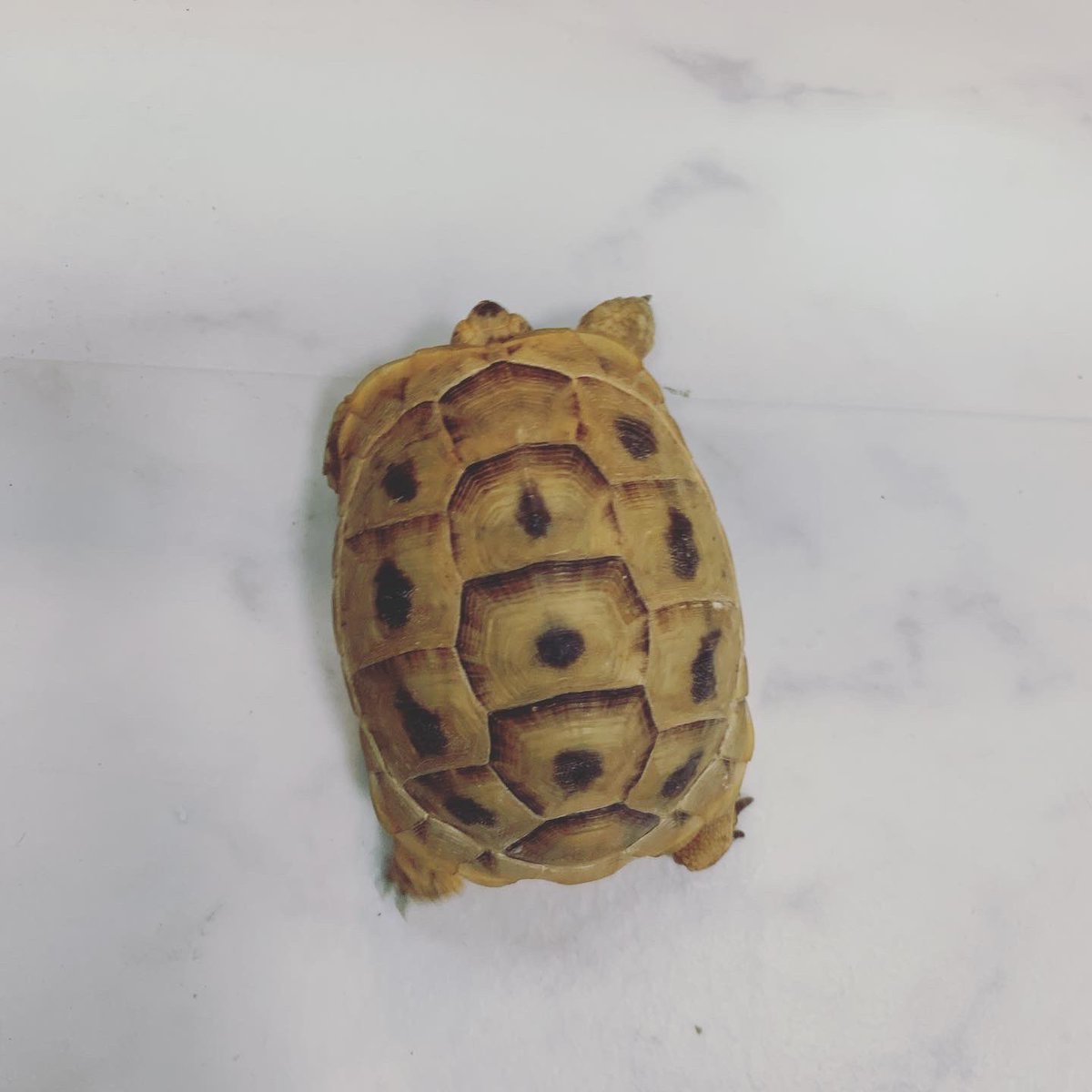 Borntobone 爬虫類専門店 ギリシャリクガメ入荷 大きすぎず小さすぎず飼いやすい種類です よちよち歩く姿がたまりません Borntobone ギリシャリクガメ リクガメ 爬虫類 リクガメ販売 リクガメ飼育 ケズメリクガメ ロシアリクガメ ヘルマン