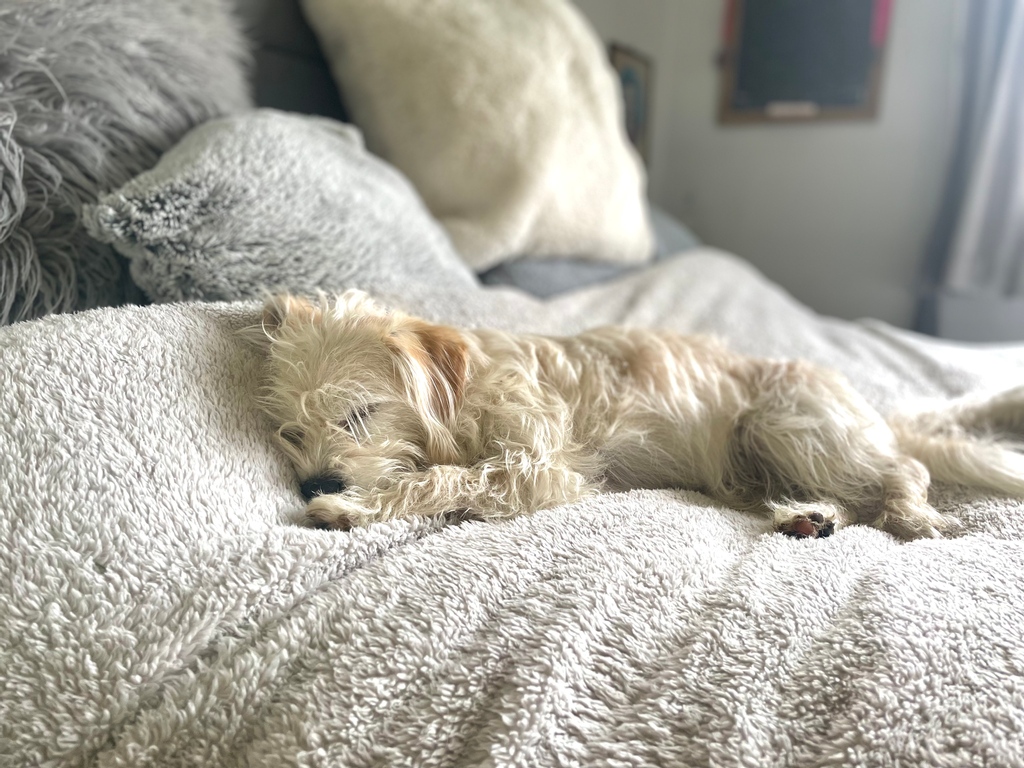 PAMPERED DOG SHORTLIST

Here's our second shortlist feature...the pampered pooches. What a pampered bunch they are!