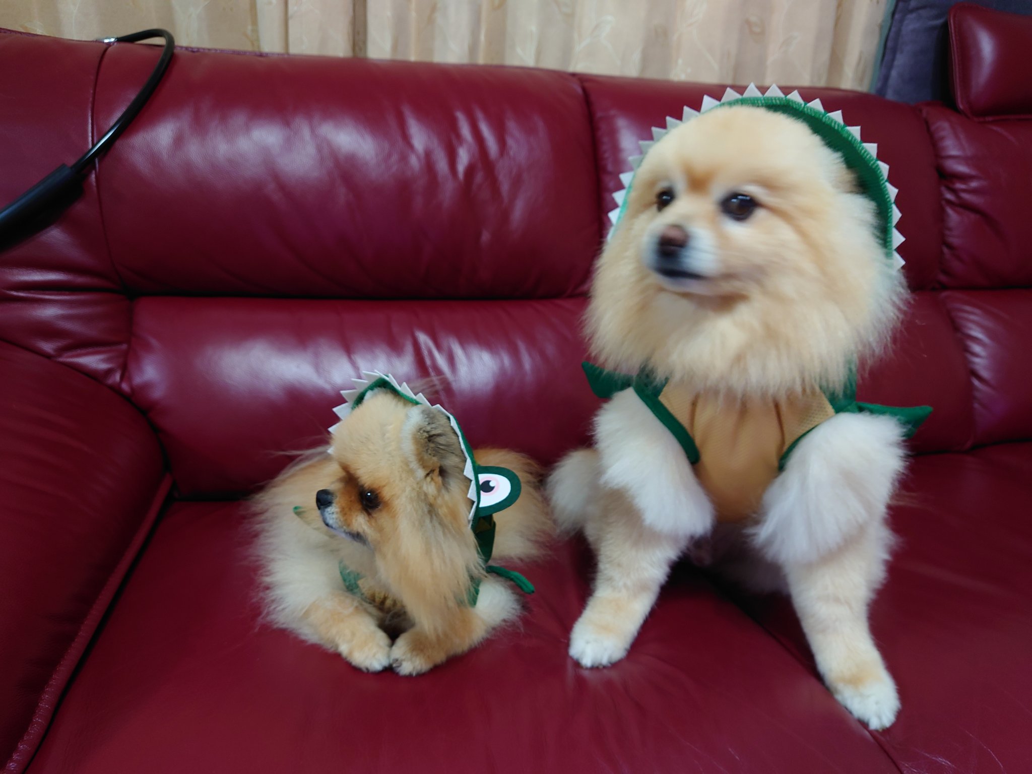 ポメラニアン コロティア Twitter पर ダイソーのワニが可愛すぎる ダイソー 犬服 ワニ ポメラニアン T Co Vgly5hjcil Twitter ポメラニアン コロティア Twitter पर ダイソーのワニが可愛すぎる ダイソー 犬服 ワニ ポメラニアン T Co Vgly5hjcil Twitter