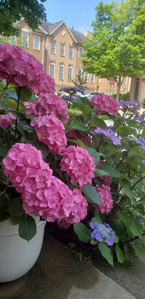 Sleepyville1's tweet photo. @driftwoodbysea @RJGarden My hydrangeas are out in Virginia. Easiest plant to grow for a noob gardener like me. #gardening #mygarden https://t.co/7199ooF8jf