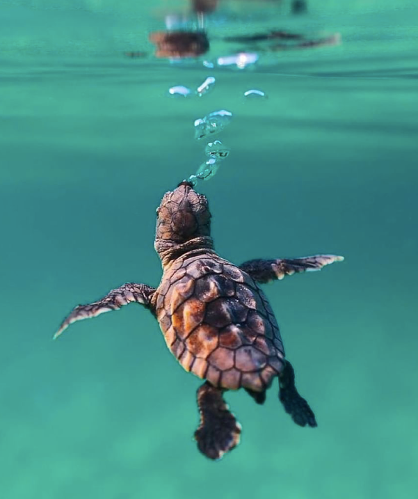 EstiloDF's tweet photo. ¡La naturaleza es hermosa! ¡Aquí te dejamos la tortuga marina bebé más bonita que verás hoy! 😍🐢

📸 benJhicks https://t.co/guj7swNlaW