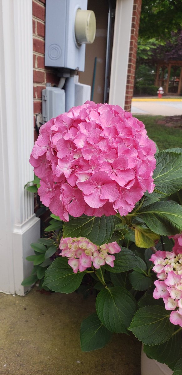Sleepyville1's tweet photo. @driftwoodbysea @RJGarden My hydrangeas are out in Virginia. Easiest plant to grow for a noob gardener like me. #gardening #mygarden https://t.co/7199ooF8jf