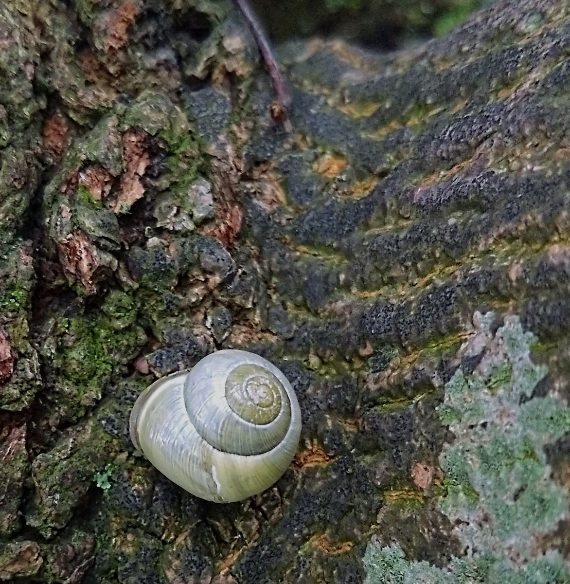 sonjathame's tweet photo. Can anyone please identify this pale blue snail I spotted in a tree? #moluscs #snail @ChrisGPackham https://t.co/Vlc7mftw8H
