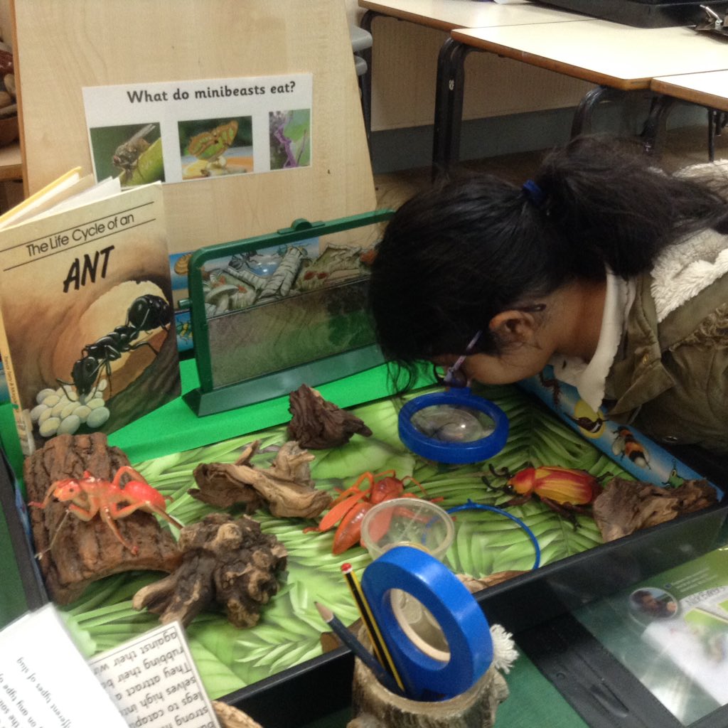 ECS_Keighley's tweet photo. Ants, ants, ants...(but not in our pants!)
We've been hunting for mini beasts today in Reception. We found plenty of ants for our class ant farm. What fascinating creatures! #09minibeastsandbughunting @50TTDBradford #antmad https://t.co/e7Z4xdffMn