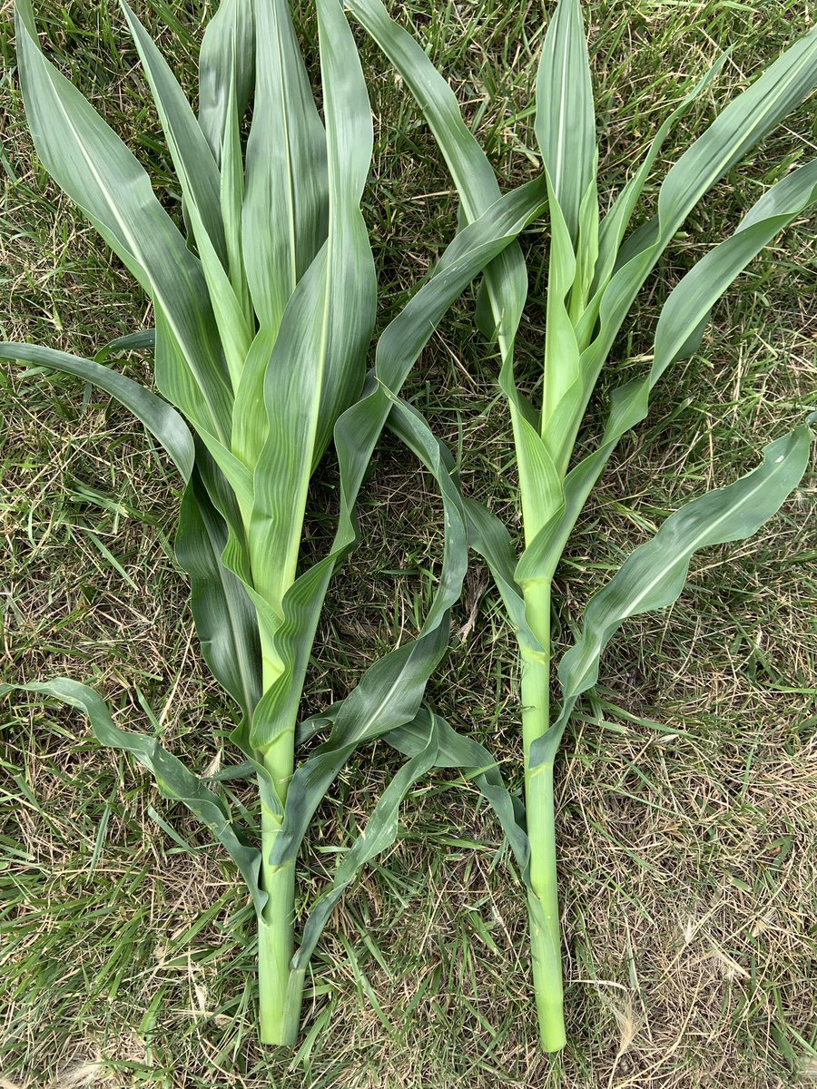 Not much height difference at v8, but it will soon become apparent.  In this photo you can see that the #ShortCorn on the left has shorter internodes than the standard hybrid on the right.  You may notice that the stem is slightly thicker also.
