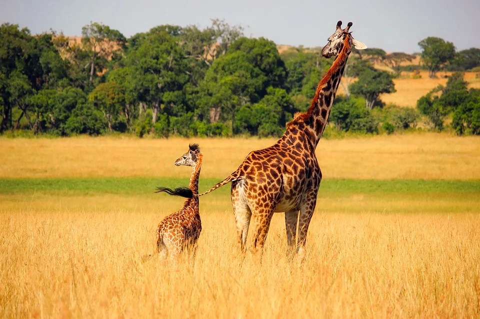 concienciaeco's tweet photo. Hoy es el Día Mundial de la Jirafa❗❗❗ Sabías que están en peligro de extinción y ya ha desaparecido en 7 países❓
🦒🦒🦒
https://t.co/OLsUcEh3Aw
#DíaMundialdelaJirafa #medioambiente #conservación https://t.co/2BW7VoKzlE