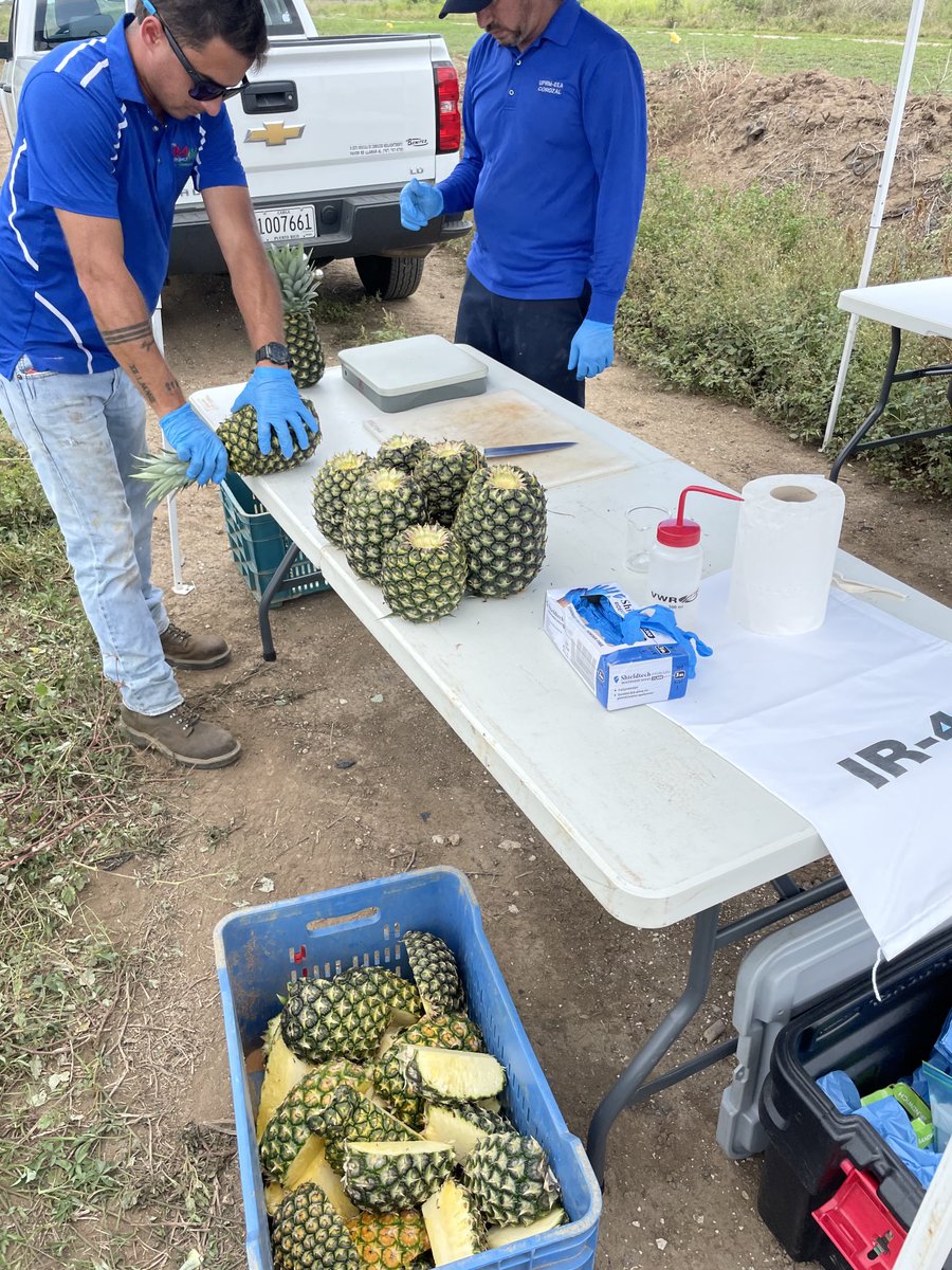 Ready for Piñacolada😁🍹🍹cheers!