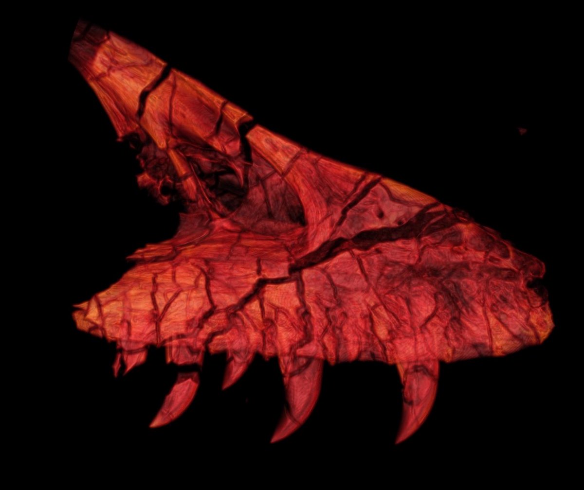 Time for #MondayMotivation- here’s a badass ‘raptor red’ rendering of the holotype upper jaw of Acheroraptor temertyorum from the ⁦<a href="/ROMtoronto/">Royal Ontario Museum</a>⁩ collections. Hell Creek Formation, Montana, 67 million years old.