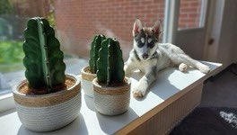 De Cuddly Cactus heeft de unieke eigenschap ‘geen’ naalden te hebben.
Hierdoor zal de Cuddly Cactus ook in de smaak vallen bij uw trouwe viervoeters.

The branches are many, the root is one
#knuffelbaar #cuddly #cactus #huisdier #cuddlycactus