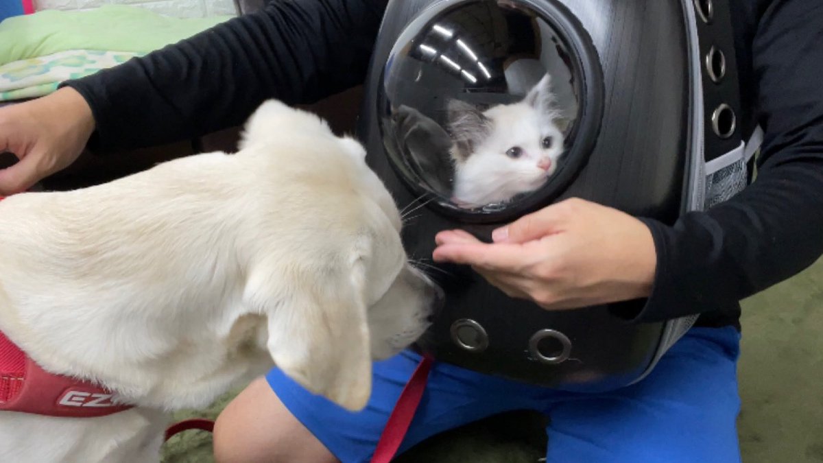 K2 ケーツー 愛犬ベルと愛猫スノー 宇宙船型バック これでさんにんで散歩できるはず ラブラドールレトリバー ラブラドールのいる暮らし ラブラドール 愛犬 愛犬との暮らし 愛犬のいる生活 愛犬との時間 保護猫 保護猫と暮らす