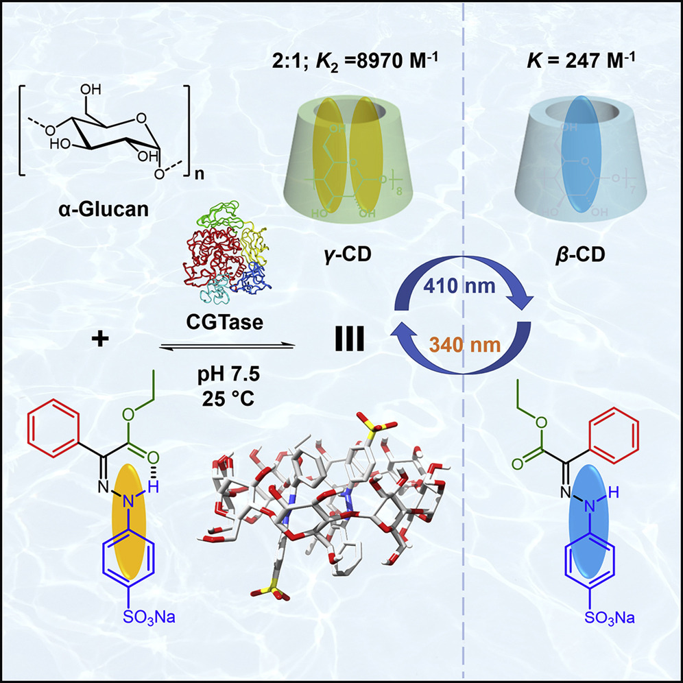 In collab with @BeerenLab we show @Chem_CP the use of a photoremovable hydrazone template in the enzymatic synthesis of g-CD, thus eliminating the energy consuming steam distillation process used in industry that drastically increases g-CD production costs bit.ly/3cZVRZ9