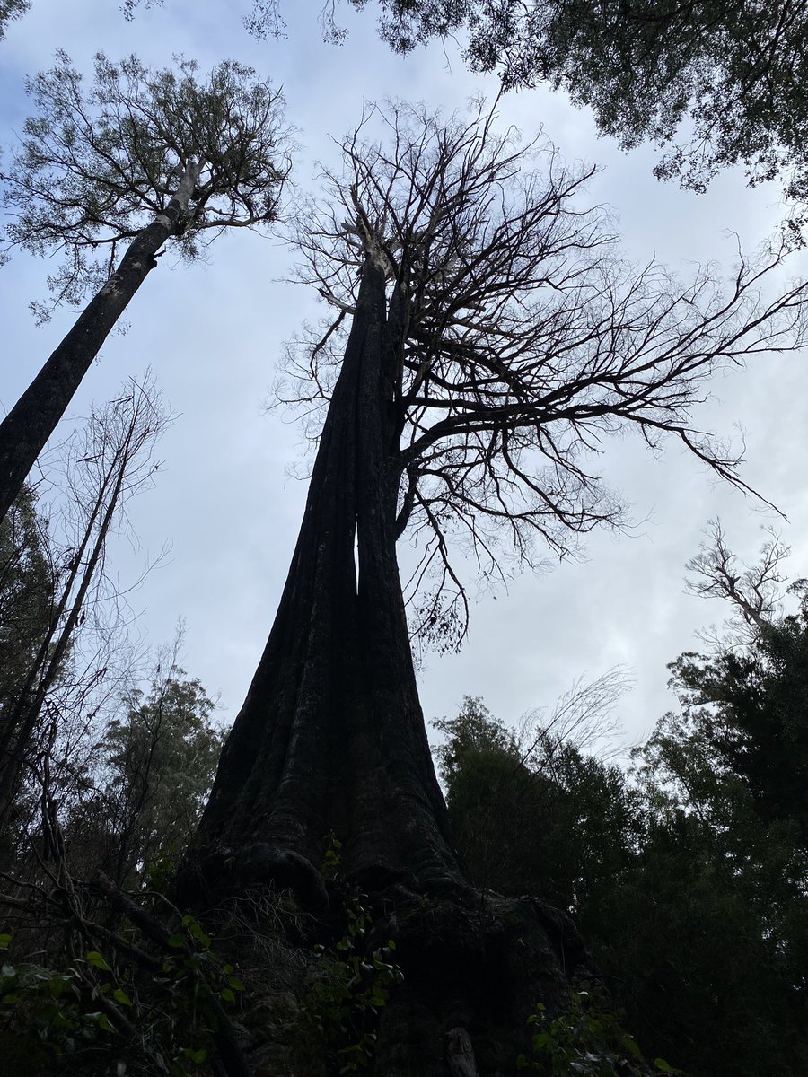kale_them_all's tweet photo. A ghost eucalyptus regnans in the Picton River Conservation Area. Isolated by logging prior to reservation and killed in a Forestry Tasmania ‘regeneration burn’. Shame, this tree was a behemoth #twwha #gianttree https://t.co/MSRSakHdS8